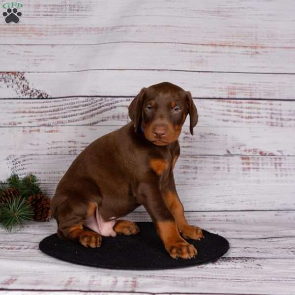 Jordan, Doberman Pinscher Puppy